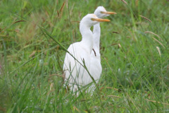 Bubulcus ibis coromandus
