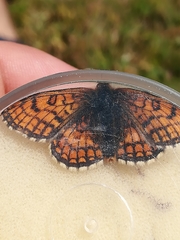 Melitaea varia