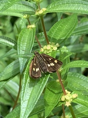 Ampittia virgata