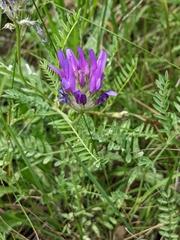 Astragalus onobrychis