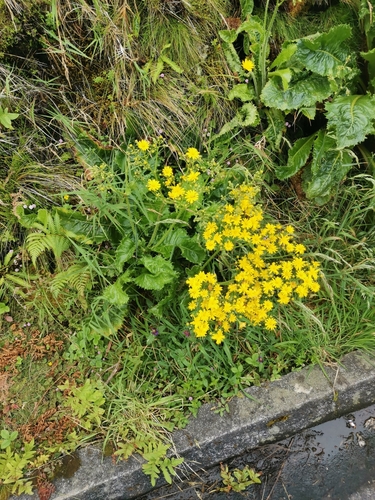 Image of Rigid Hawkbit (Leontodon rigens) by (c) Ljaž, some rights reserved (CC BY)
