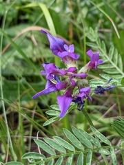 Astragalus onobrychis