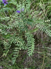 Astragalus onobrychis