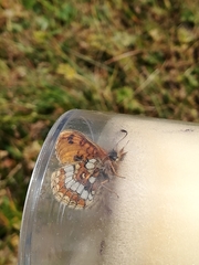 Melitaea varia