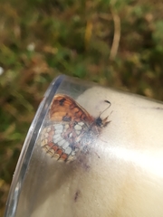 Melitaea varia