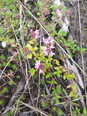 Thymus serpyllum tanaensis
