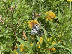 Parnassius nomion