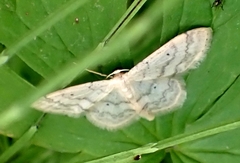 Idaea biselata