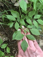 Ligusticum canadense