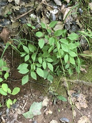 Ligusticum canadense