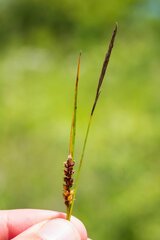 Carex microdonta
