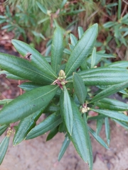 Comarostaphylis