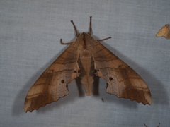 Marumba sperchius sperchius
