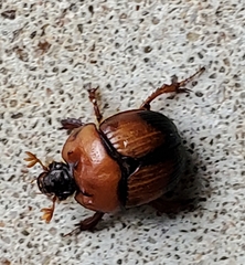 Bolbocerosoma bruneri