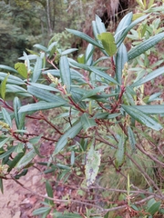 Comarostaphylis