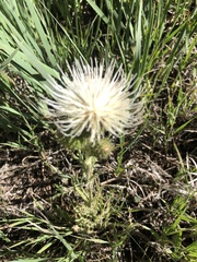 Cirsium canescens