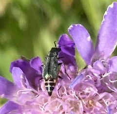 Cordylepherus viridis