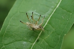 Eysarcoris aeneus