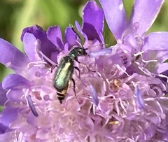 Cordylepherus viridis