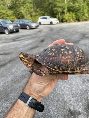 Three-toed Box Turtle, Georgia, US, photo 7 of 10