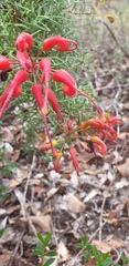 Grevillea wilsonii