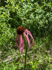 Echinacea simulata