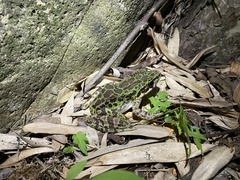 Odorrana tianmuii