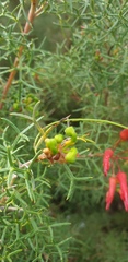 Grevillea wilsonii