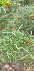 Grevillea wilsonii