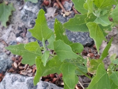 Chenopodium acerifolium