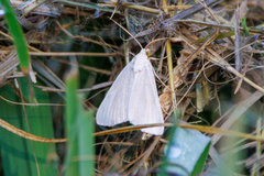 Lithostege