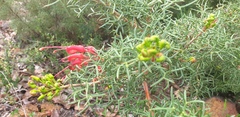 Grevillea wilsonii
