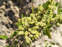 Chenopodium acerifolium
