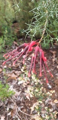 Grevillea wilsonii