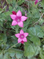 Spigelia scabrella