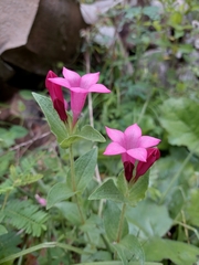 Spigelia scabrella