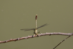 Arigomphus submedianus