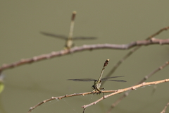 Arigomphus submedianus