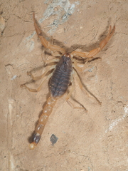 Olivierus martensii