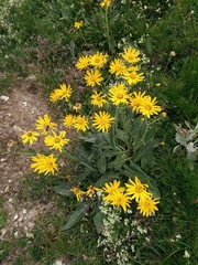 Senecio doronicum