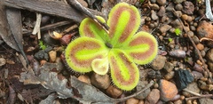 Drosera squamosa