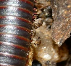 Metopininae