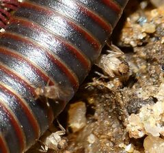 Metopininae