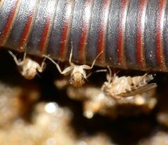 Metopininae