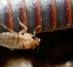Metopininae
