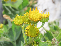 Jacobaea alpina samnitum