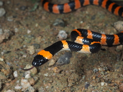 Lycodon liuchengchaoi