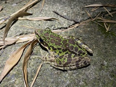Odorrana tianmuii