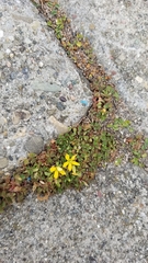 Oxalis exilis