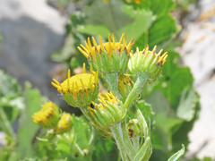 Jacobaea alpina samnitum